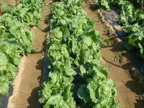 城市蔬菜與農(nóng)村蔬菜的區(qū)別。